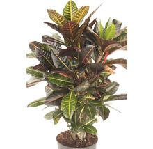 FLORASELF Wonderstruik Codiaeum Petra potmaat Ø 24 cm H 80 cm