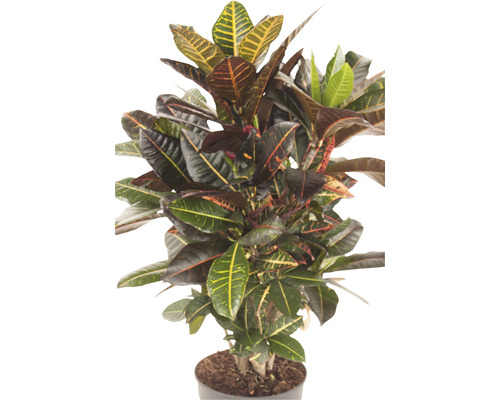 Croton plant in pot