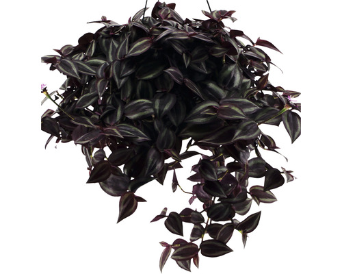 Hangplant met gestreepte bladeren in een pot