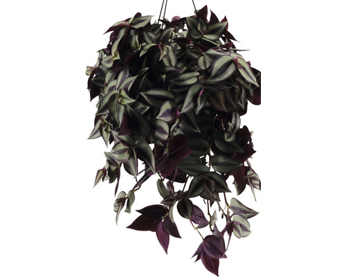 Hangplant met gestreepte bladeren in een plantenbak