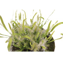 Zonnedauw plant in pot