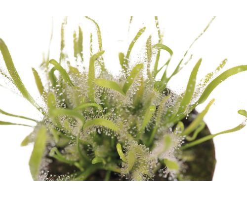 Zonnedauw plant in pot