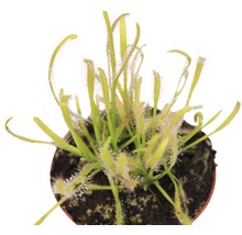 Zonnedauw plant in pot