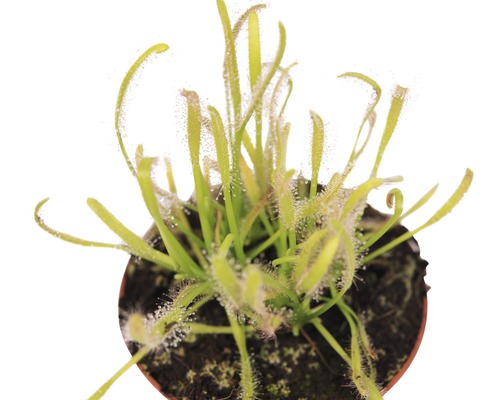 Zonnedauw plant in pot