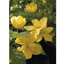 FLORASELF Ranonkelstruik Kerria japonica "Golden Guinea" potmaat Ø21 cm H 60-80 cm