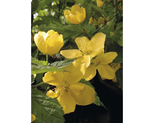 FLORASELF Ranonkelstruik Kerria japonica "Golden Guinea" potmaat Ø21 cm H 60-80 cm