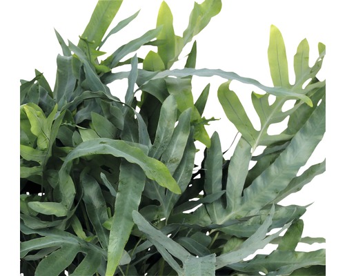 Blauw gestreepte varens kamerplant