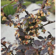 FLORASELF® Japanse berberis Berberis thunbergii 'Rose Glow' potmaat Ø17 cm