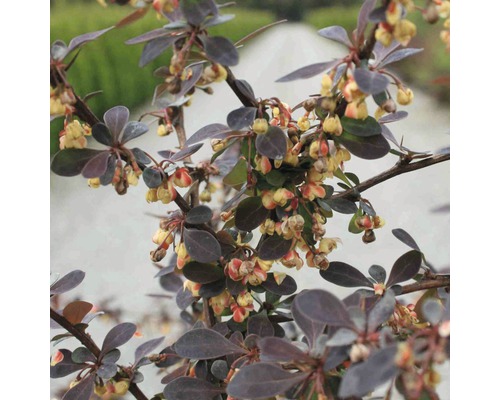 FLORASELF® Japanse berberis Berberis thunbergii 'Rose Glow' potmaat Ø17 cm Berberis met bladeren en bloemen