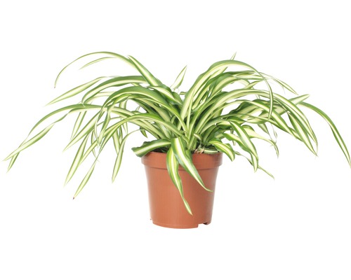 Graslelie in een pot