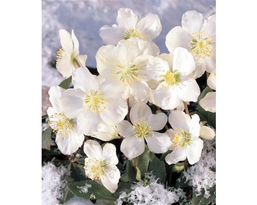 Close-up van kerstrozen met witte bloemen