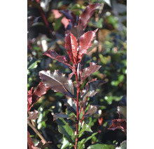 Detailopname van een Photinia-haag met karakteristieke bladeren