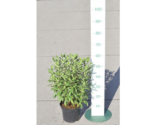 Groenblijvende olijfwilg als potplant met hoogte-indicatie