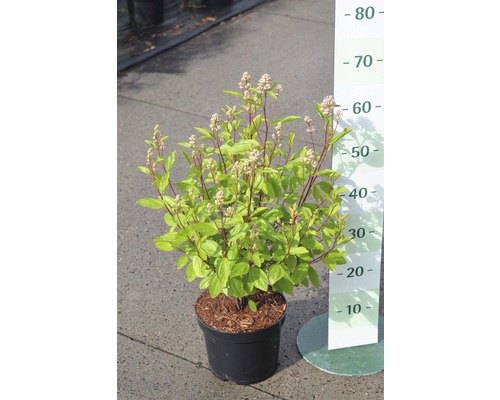 Struik in een pot met meetschaal