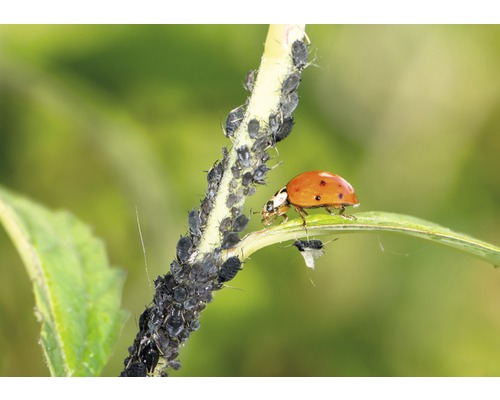 Lieveheersbeestje op een plant met bladluizen
