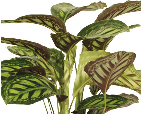 Plant met gestreepte bladeren