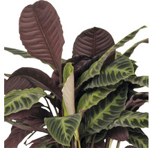 Calathea kamerplant met opvallende bladeren