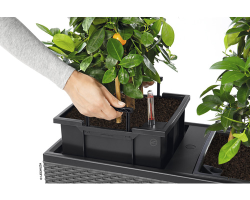 Een persoon plant een plant in een Lechuza plantenbak met irrigatiesysteem.