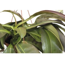 Bekerplant in hangende pot