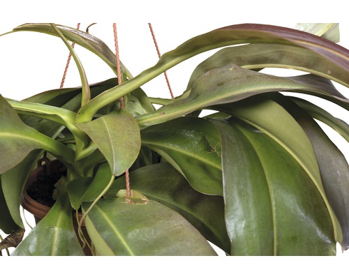 Bekerplant in hangende pot