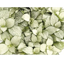 FLORASELF® Fittonia "Fittonia Verschaffelti" potmaat Ø 12 cm