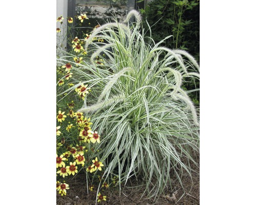 FLORASELF® Lampenpoetsersgras "Pennisetum Advena Skyrocket" hoogte ca. 90 cm