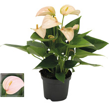 Anthurium kamerplant in pot