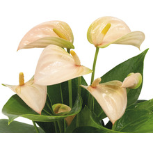 Anthuriumplant met bladeren