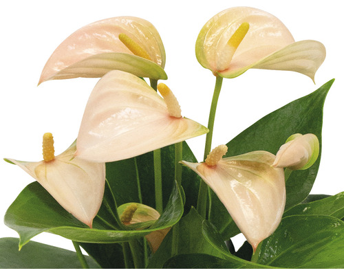 Anthuriumplant met bladeren