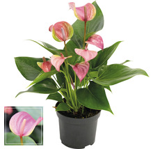 Flamingoplant in pot met roze bloem