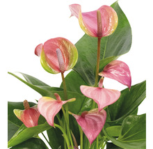 Anthurium plant met roze bloemen en groene bladeren.