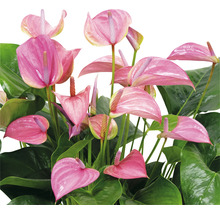 Anthurium kamerplant met roze bloemen en groene bladeren