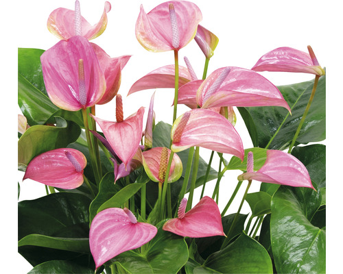 Anthurium kamerplant met roze bloemen en groene bladeren