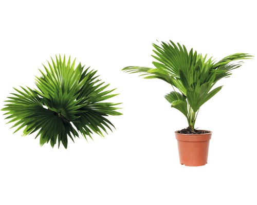 Hennep palm in pot en bovenaanzicht van de bladeren