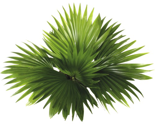 Waaierpalm met groene bladeren