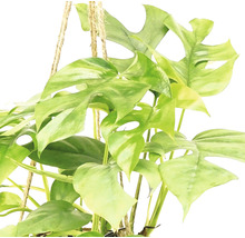 FLORASELF Kokodama hang monstera Ø17 cm H20 cm-thumb-1