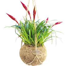 FLORASELF Vriesea-Cultivars 'Astrid' potmaat Ø 17 cm H 30 cm