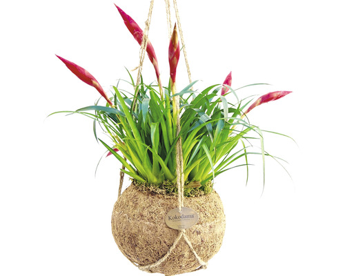 Hangende Kokedama plant met rode bloemen