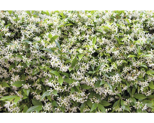 Close-up van een heg met bloeiende sterjasmijn