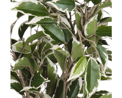 Detailopname van een kunstmatige kamerplant met bladeren