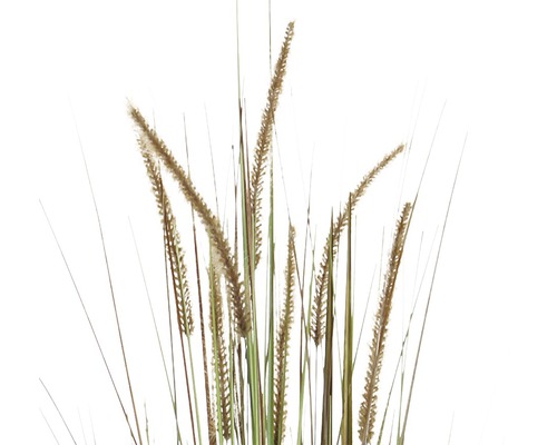 Decoratieve grassen met lange stengels en pluizige bloeiwijzen
