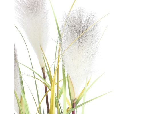 Decoratieve pluimgrasplant voor binnenshuis