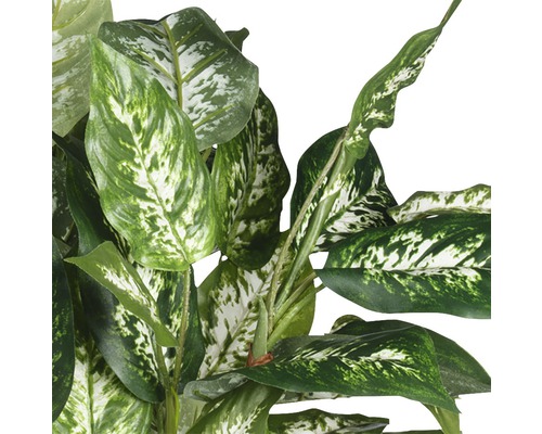 Close-up van een Dieffenbachia-plant met groen-wit gemarmerde bladeren.