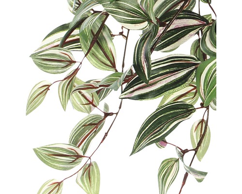 Kamerplant met gestreepte bladeren