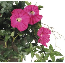 Klimplant met roze bloemen en groene bladeren
