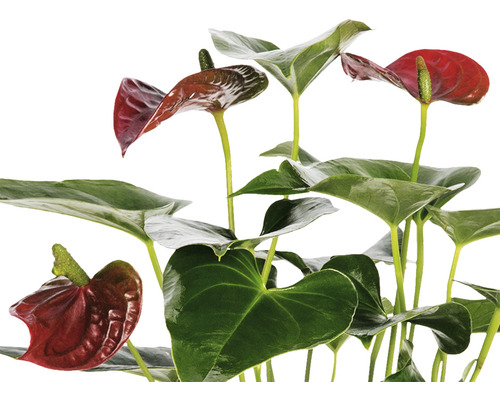 Anthurium kamerplant met groene bladeren en rode bloemen