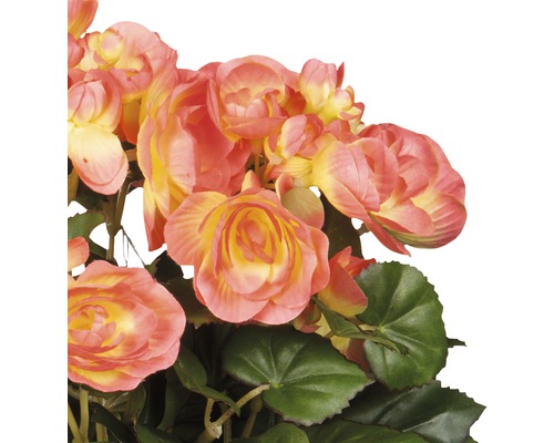 Begonia''s met bladeren