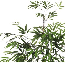 Bamboeplant met bladeren