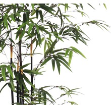 Decoratieve bamboe met groene bladeren