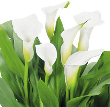Witte calla bloemen met groene bladeren